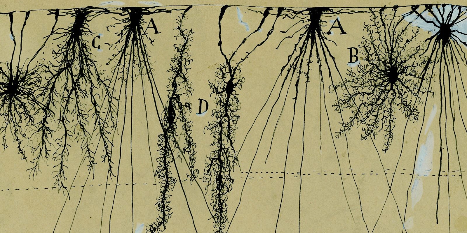 Santiago Ramón y Cajal - Glial cells of the Cerebral Cortex of a Child